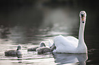 mute swans