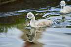 mute swan