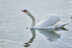 mute swan