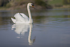 mute swan