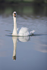 mute swan