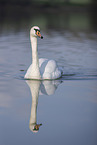 mute swan