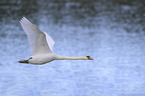 mute swan