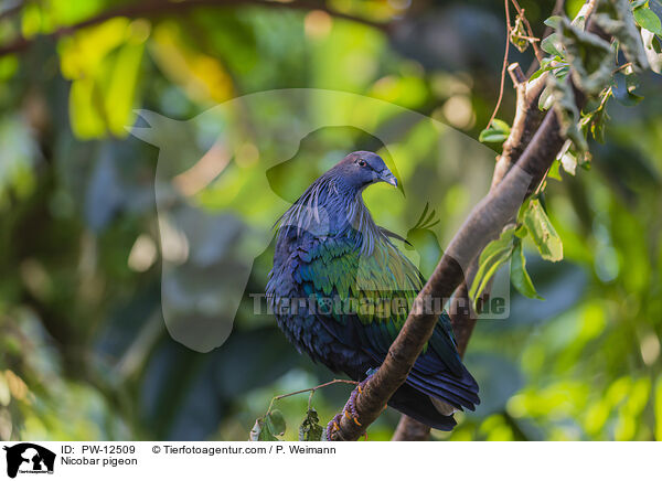 Kragentaube / Nicobar pigeon / PW-12509