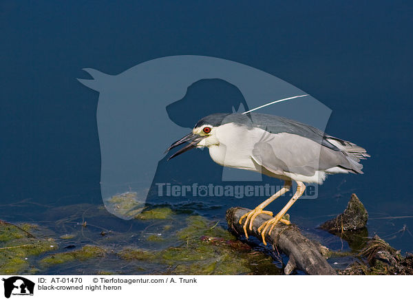 Nachtreiher / black-crowned night heron / AT-01470