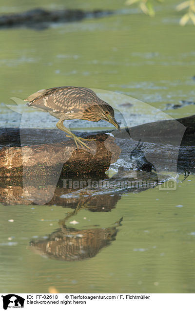 Nachtreiher / black-crowned night heron / FF-02618