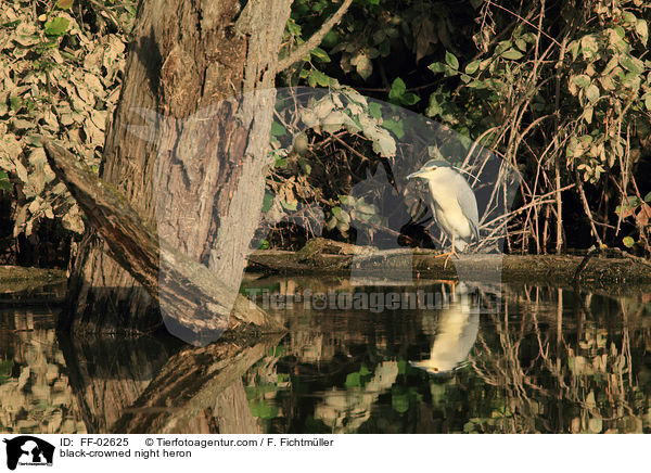 Nachtreiher / black-crowned night heron / FF-02625