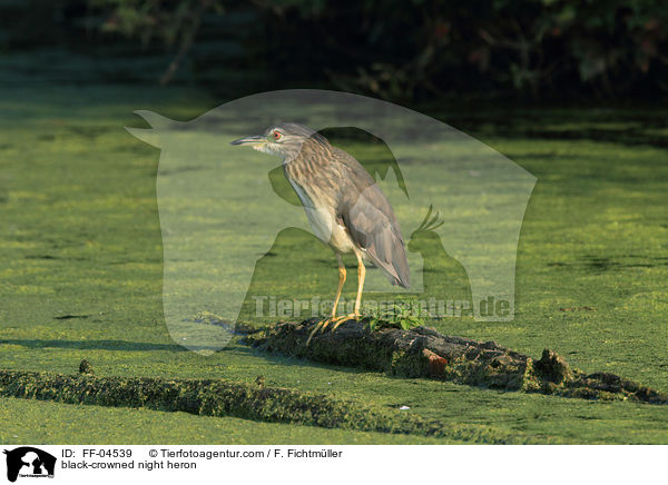 Nachtreiher / black-crowned night heron / FF-04539