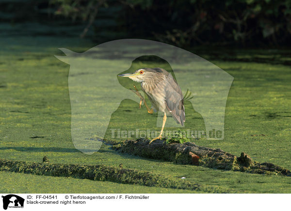 Nachtreiher / black-crowned night heron / FF-04541