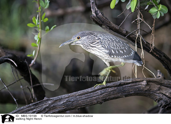 laufender Nachtreiher / walking Night Heron / MBS-19198