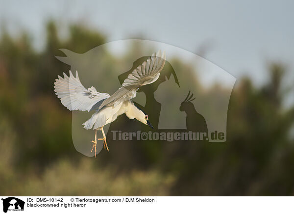 Nachtreiher / black-crowned night heron / DMS-10142