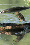 black-crowned night heron