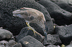 black-crowned night heron