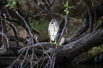 standing Night Heron