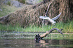 flying Night Heron