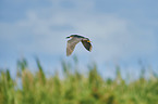 flying Night Heron