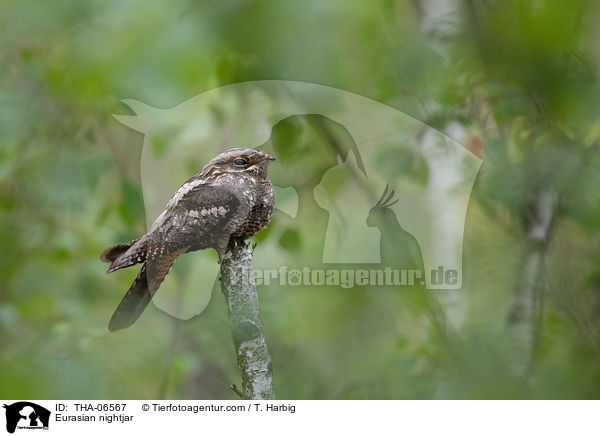 Eurasian nightjar / THA-06567