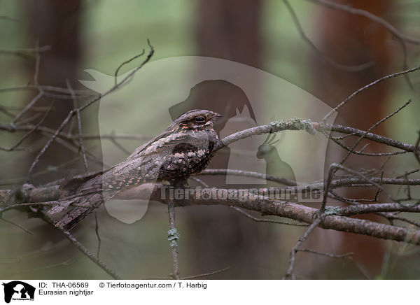 Eurasian nightjar / THA-06569