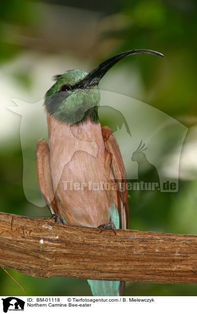 Northern Carmine Bee-eater / BM-01118