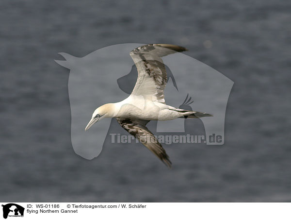 Basstlpel im Flug / flying Northern Gannet / WS-01186