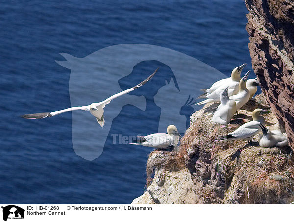 Basstlpel / Northern Gannet / HB-01268