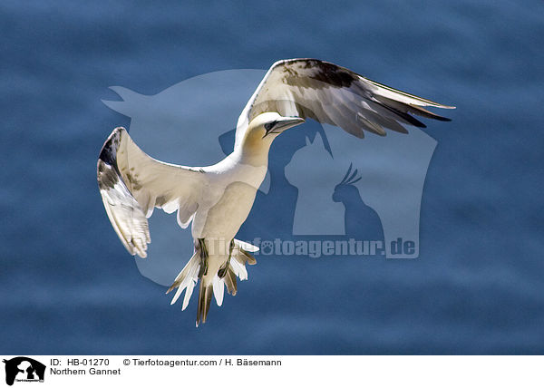 Basstlpel / Northern Gannet / HB-01270