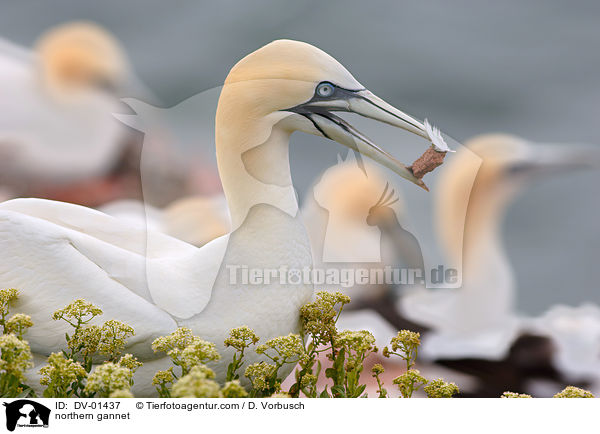 Basstlpel / northern gannet / DV-01437