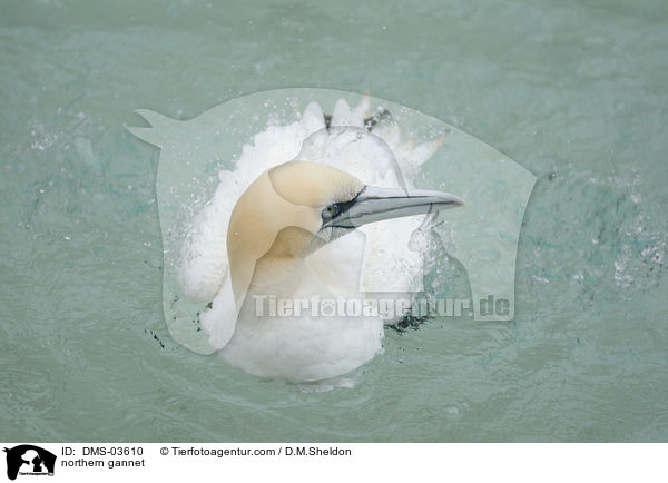 northern gannet / DMS-03610