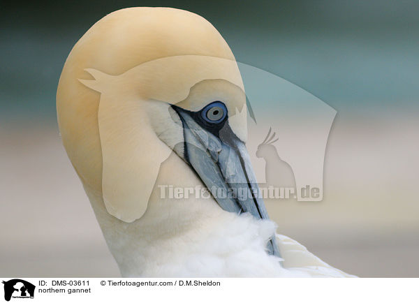 northern gannet / DMS-03611