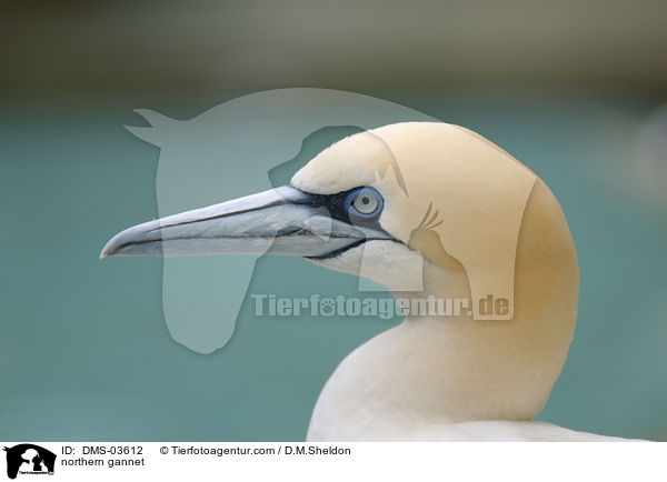 northern gannet / DMS-03612