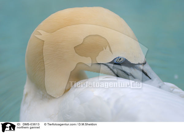 northern gannet / DMS-03613