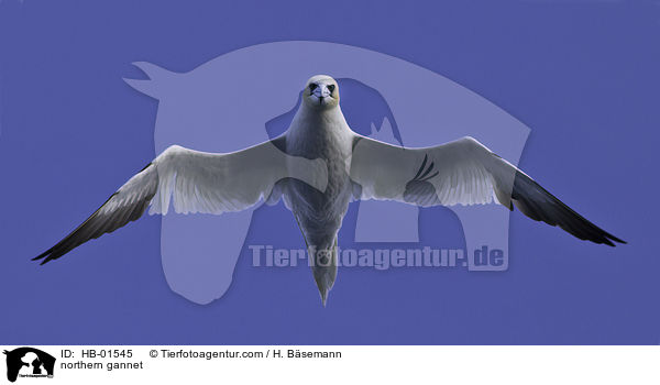 northern gannet / HB-01545