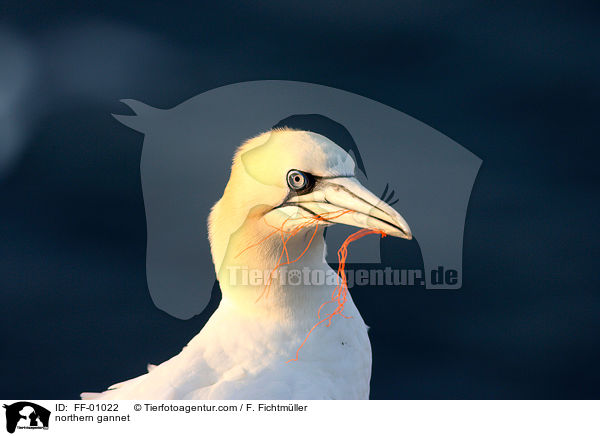 northern gannet / FF-01022