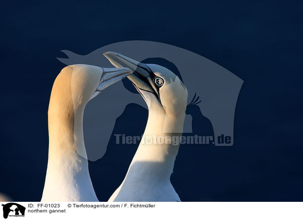 northern gannet / FF-01023