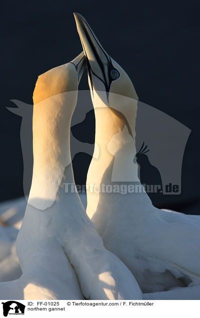 northern gannet / FF-01025