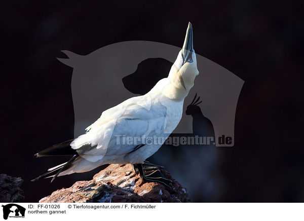 Batlpel / northern gannet / FF-01026