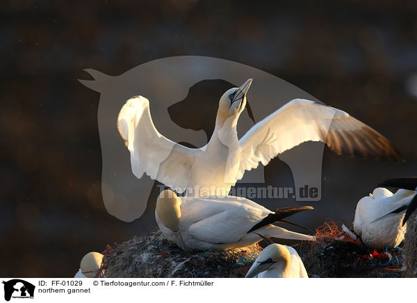 Batlpel / northern gannet / FF-01029