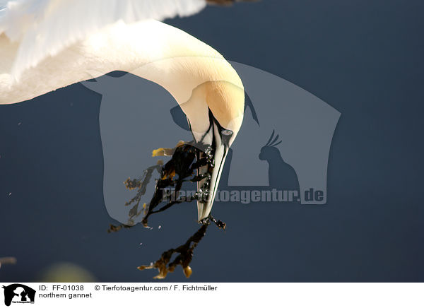 Batlpel / northern gannet / FF-01038