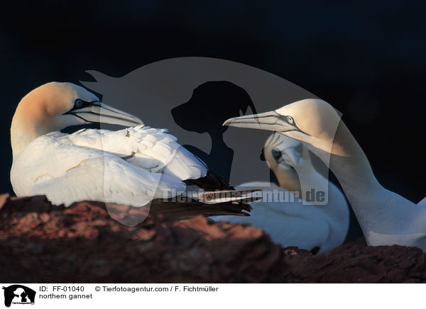 Batlpel / northern gannet / FF-01040