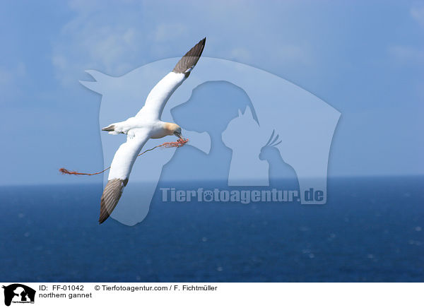 Batlpel / northern gannet / FF-01042