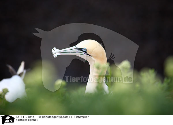 Batlpel / northern gannet / FF-01045