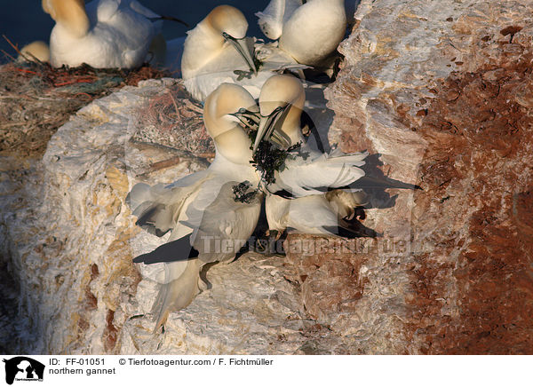 Batlpel / northern gannet / FF-01051