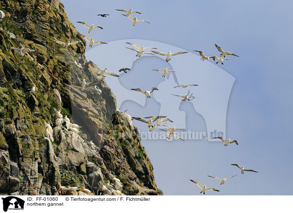 Batlpel / northern gannet / FF-01060