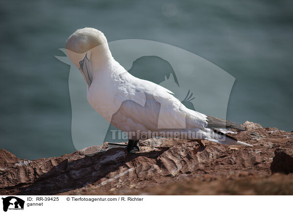 Basstlpel / gannet / RR-39425