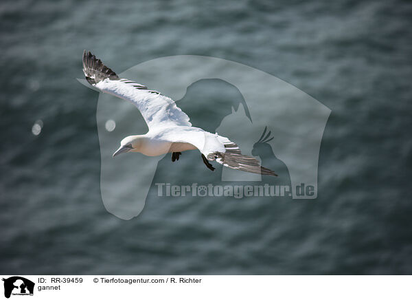 Basstlpel / gannet / RR-39459