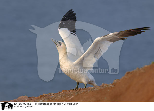 Batlpel / northern gannet / DV-02452