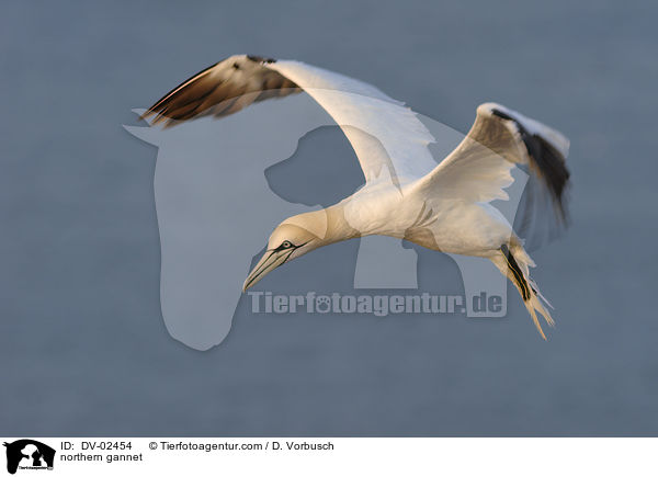 Batlpel / northern gannet / DV-02454