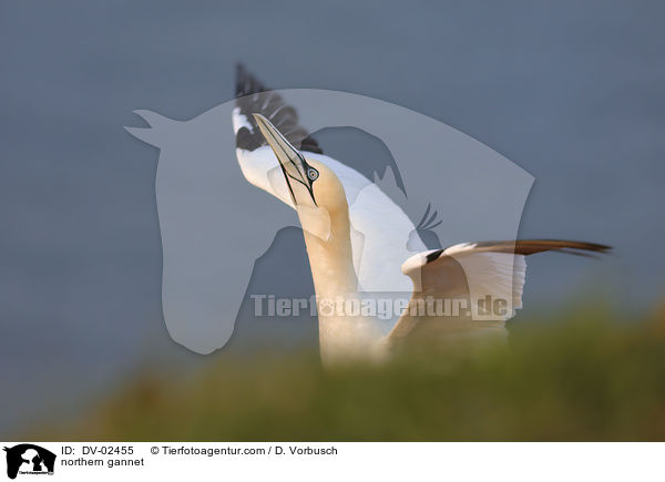 Batlpel / northern gannet / DV-02455