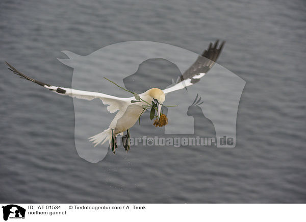 Batlpel / northern gannet / AT-01534