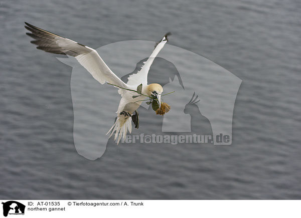 Batlpel / northern gannet / AT-01535